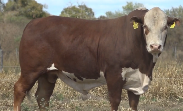 Lote TOROS(CORRAL 26)BRAFORD "CABAÑA MARIA ESTHER"