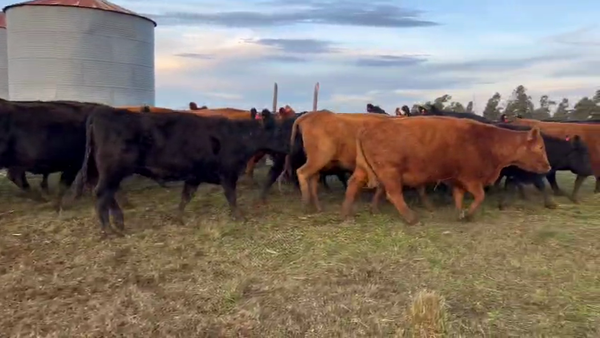 Lote 28 Vacas usadas preñadas