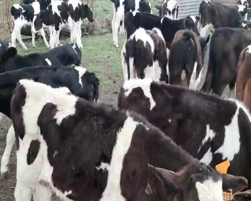 Lote 60 Terneros 90kg - , San José