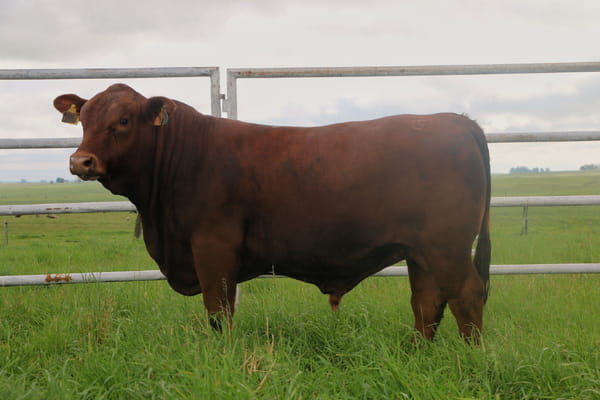 Lote Toros, Tacuarembó