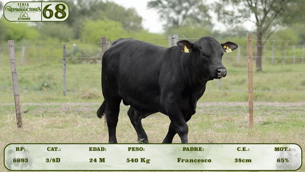Lote LOTE 68