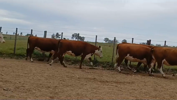 Lote 7 Vaquillonas Vacas Preñadas HEREFORD en OMBUES DE LAVALLE