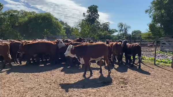 Lote 300 Terneras en Gral. San Martín, Chaco