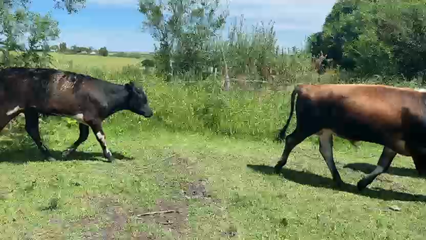 Lote TERNEROS Y TERNERAS