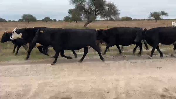 Lote 30 Vacas de invernar en Santa Fe, Helvecia