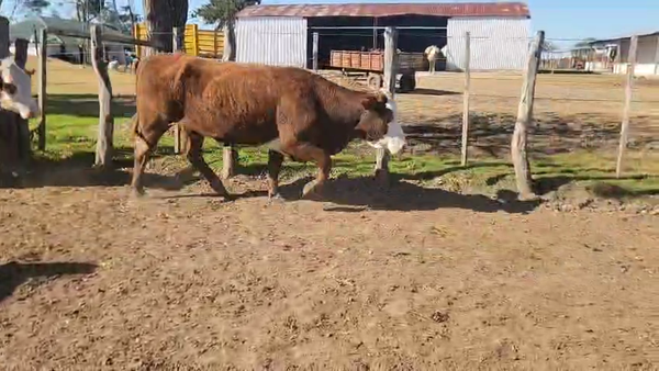 Lote 200 Vacas nuevas C/ gtia de preñez en Entre Ríos, San José de Feliciano