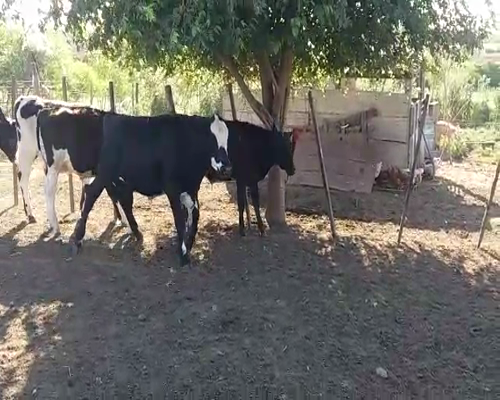Lote (Vendido)7 Terneros HO 230kg -  en COLONIA BELGRANO