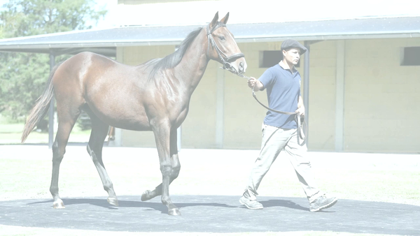 Lote UP EQUAL (EQUAL STRIPES -  UPDATE  por  Easing Along)