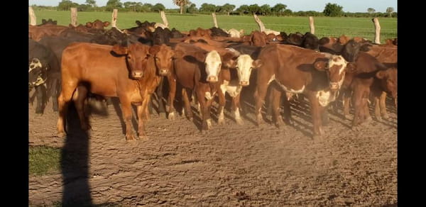 Lote 70 Terneros/as en Villaguay, Entre Ríos