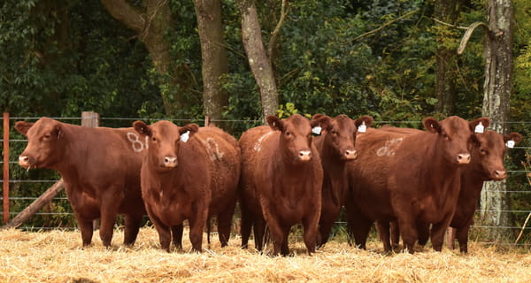 Lote VACAS ANGUS 2° SERV