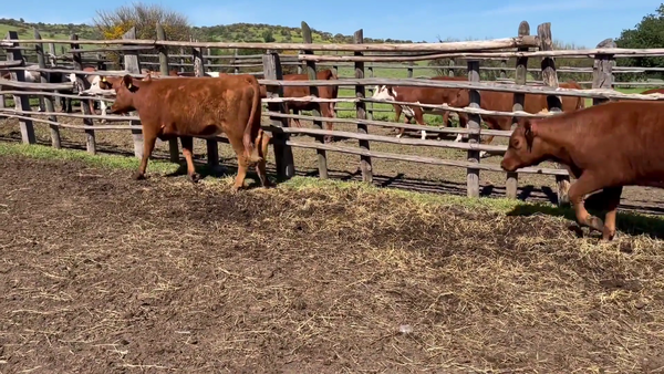 Lote 24 Vaquilla Engorda en Melipilla, Región Metropolitana