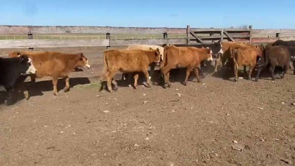 Lote Terneras