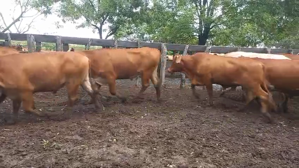 Lote 120 Novillos