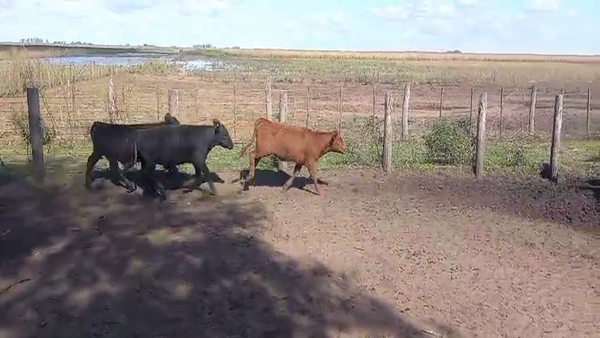 Lote 83 Terneros/as en Pirovano