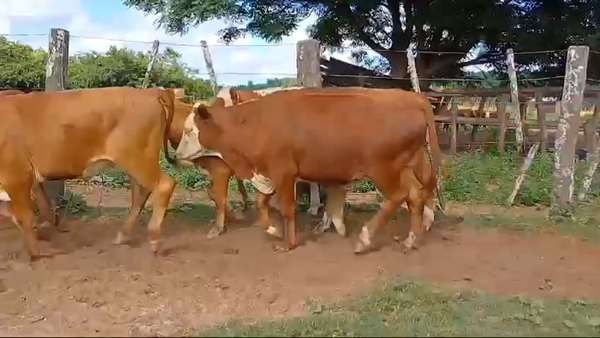 Lote 80 Terneros/as en Corrientes, Santa Rosa