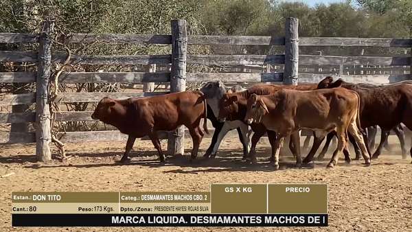 Lote LOTE 7 - 80 DESMAMANTES MACHOS