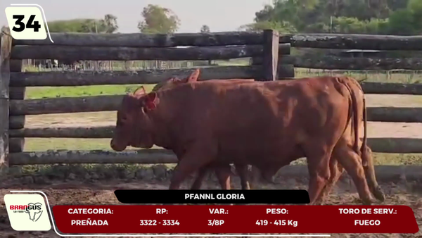 Lote LOTE 34- EN VIVO