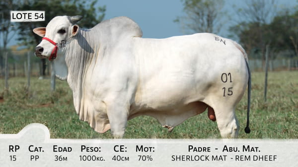 Lote LOTE 54