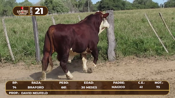 Lote Lote 21