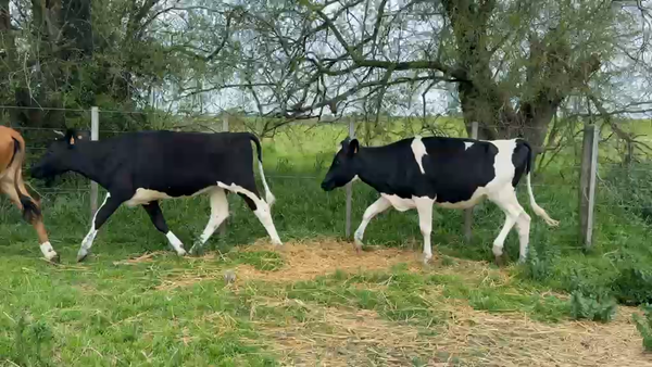 Lote VAQUILLONAS 1 a 2 AÑOS