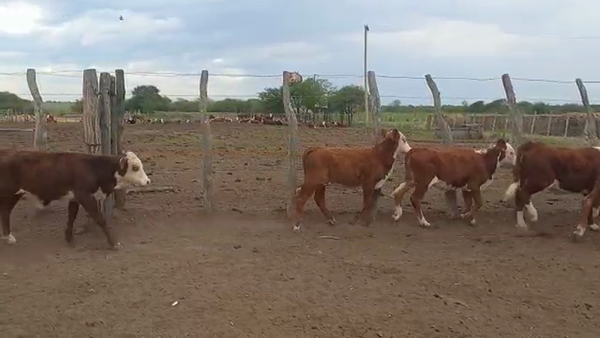 Lote 210 Terneras en La Paz, Entre Ríos