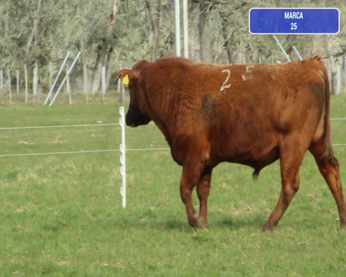 Lote 1 Toro en Coyhaique, XI Región Aysén