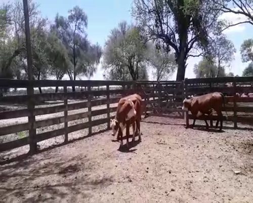 Lote CABAÑA "BAPIO"