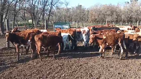 Lote 63 Terneros Holando en 30 de Agosto
