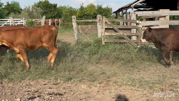 Lote 200 Terneros en Corrientes, Mercedes