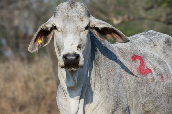Lote Corral 41 - CABAÑA DON TOMAS