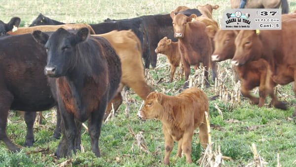 Lote VAQUILLONAS PC COLORADAS PARIDAS