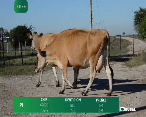 Lote VACAS EN PRODUCCIÓN PREÑADAS