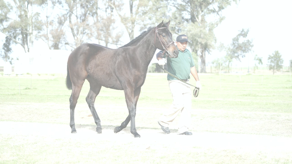 Lote BELLEZA DE LUNA (PNEUMATIC -  BADALUNERA)