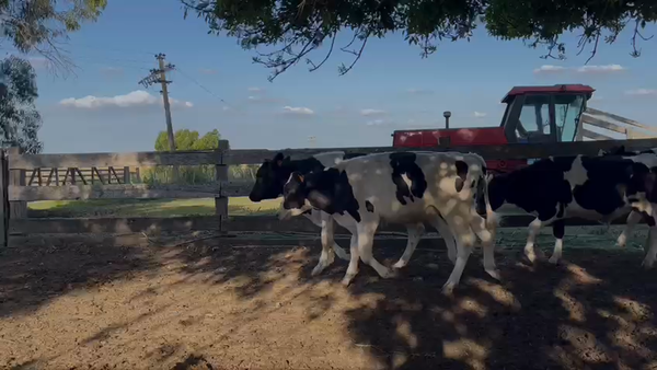 Lote Novillos