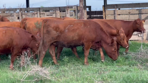 Lote 13 Vaquillonas C/ gtia de preñez