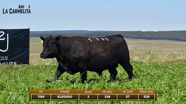 Lote RP 1189 - Angus La Carmelita