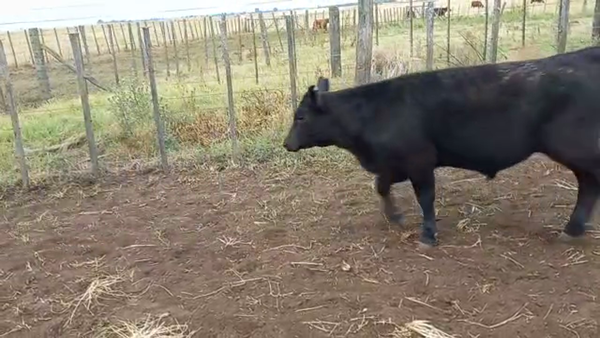 Lote 35 Terneros en Bolívar, Buenos Aires