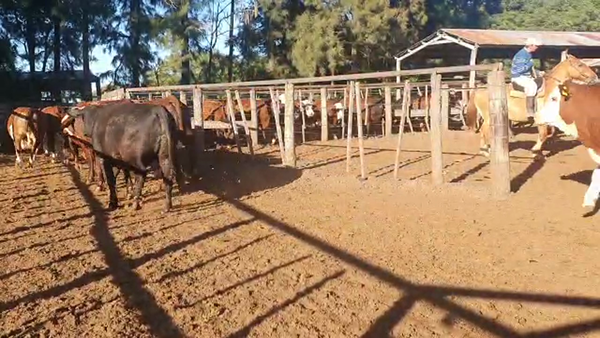 Lote 90 Novillos Braford en Cayastá, Santa Fe