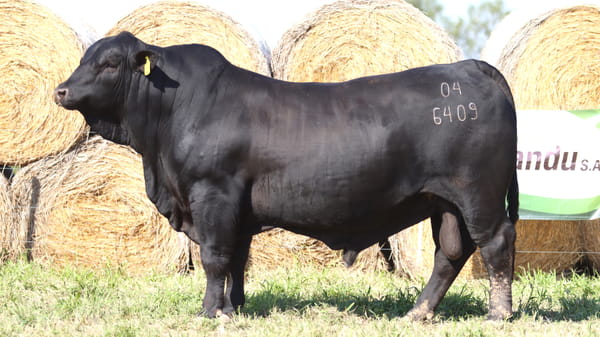 Lote LOTE 39