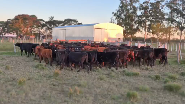 Lote 110 Terneros/as
