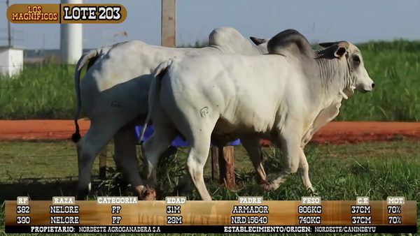 Lote LOTE 203 - POR PANTALLA