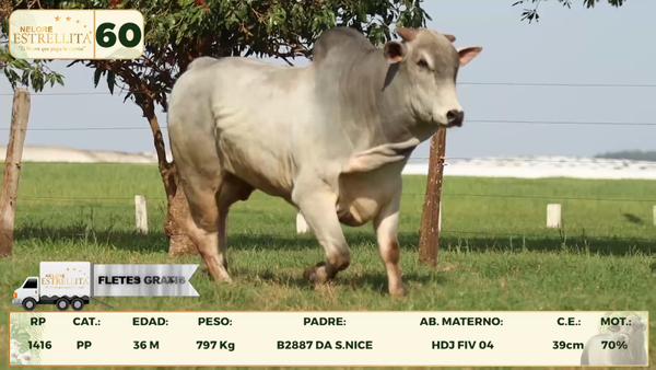 Lote LOTE 60