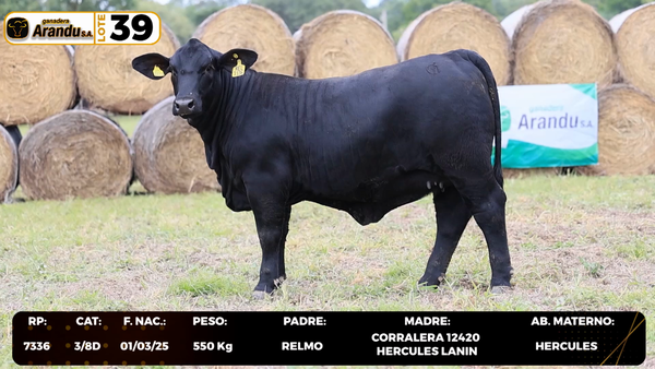 Lote LOTE 39