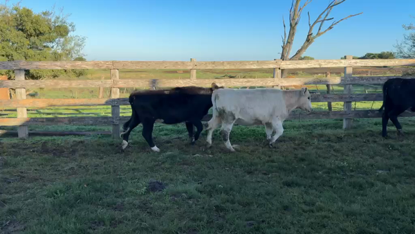 Lote TERNERAS
