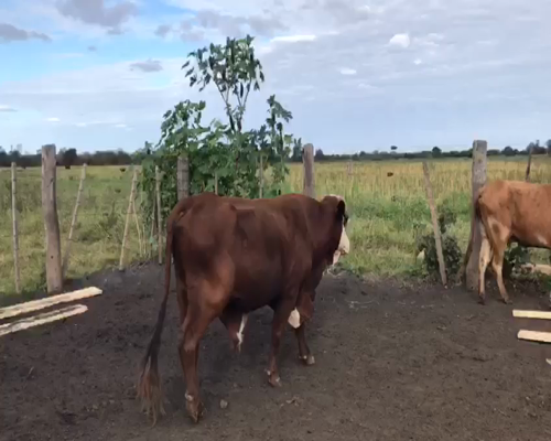 Lote 150 vacas de invernada - Tres Isletas Pcia Chaco