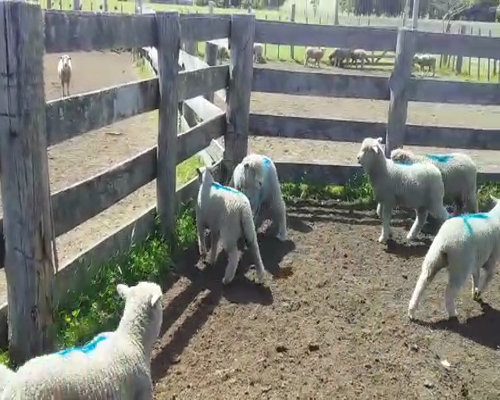 Lote (Vendido)10 Corderos 25kg -  en PARAJE ZUNIN