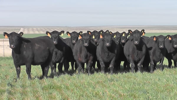 Lote VAQUILLONAS MAS NEGRAS   C/ GTIA DE PREÑEZ PARICION PRIMAVERA