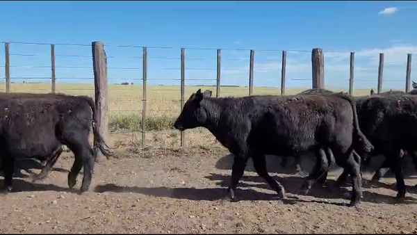Lote 60 Terneros en Indio Rico, Buenos Aires