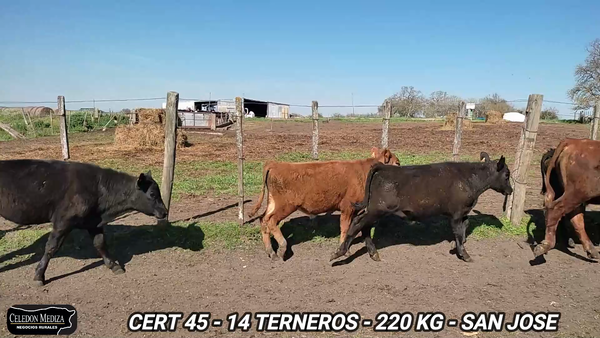 Lote 14 Terneros en San José