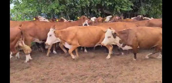 Lote 55 Vacas en Esquina, Corrientes